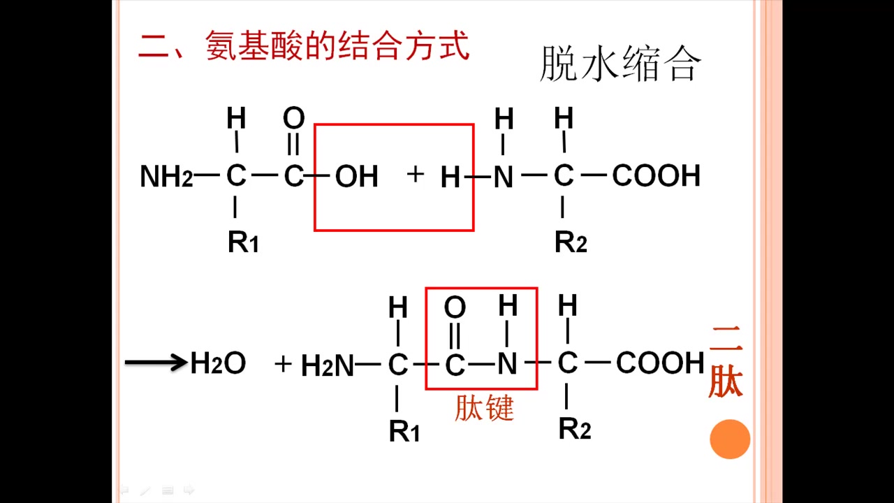 氨基酸脱水缩合结构图图片