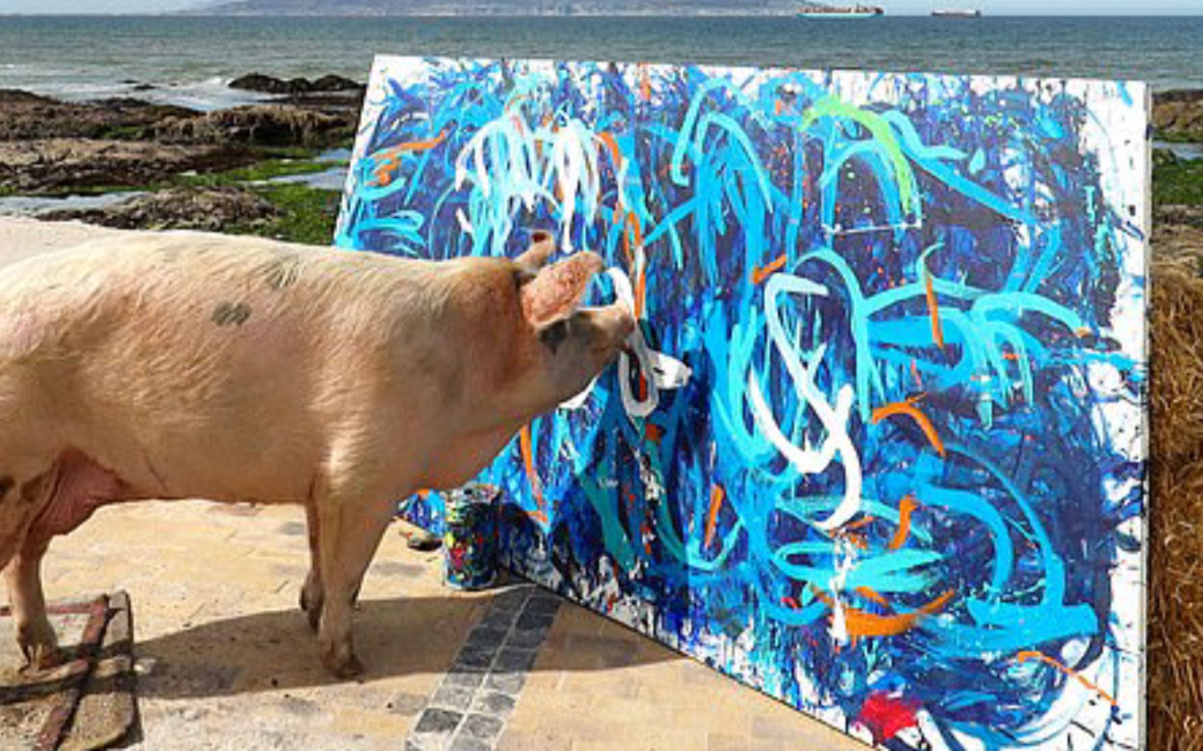 猪加索!南非小猪一张画卖出17万,网友:猪都比我能挣钱
