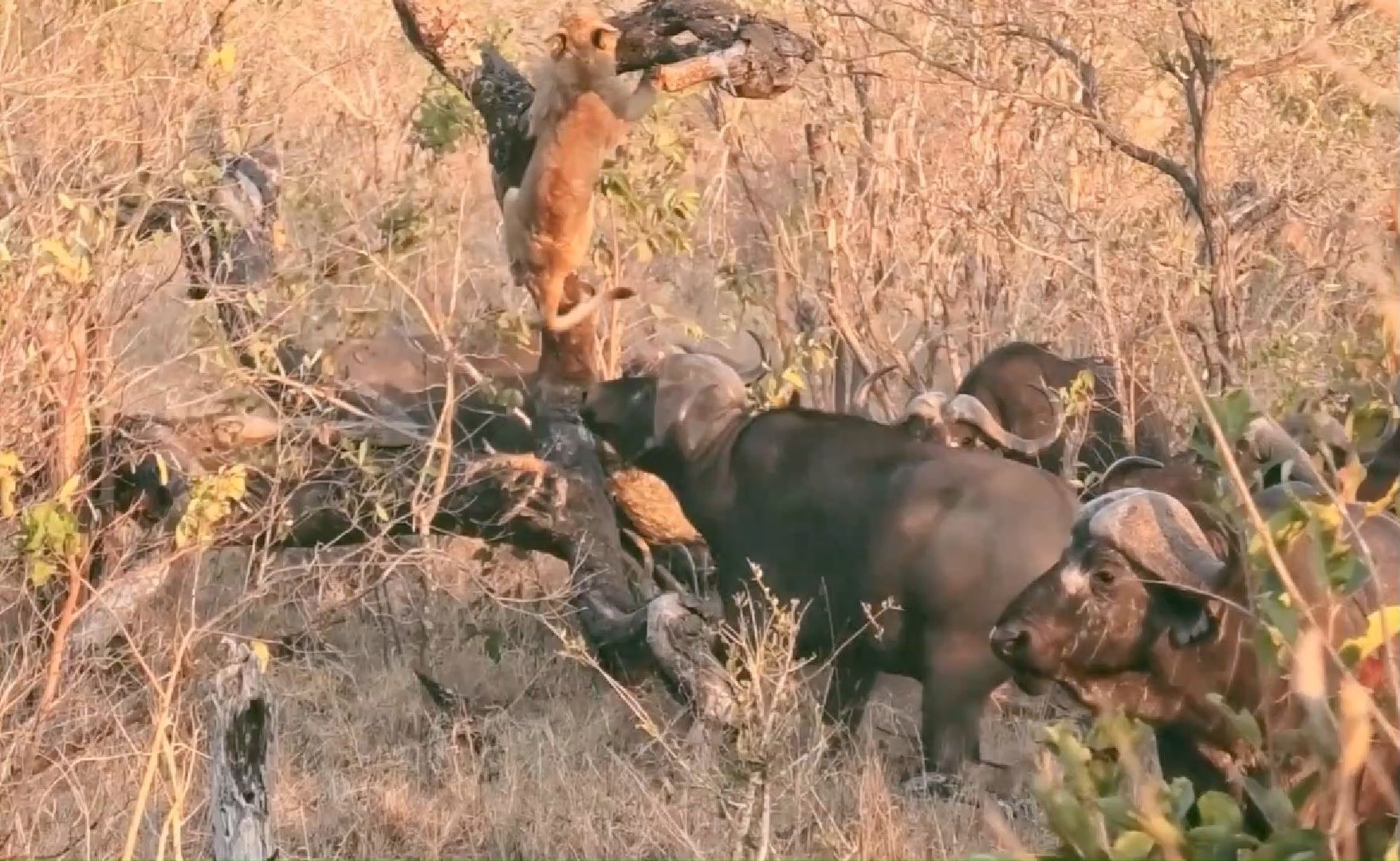小狮子被水牛群逼到了树上,吓得瑟瑟发抖.