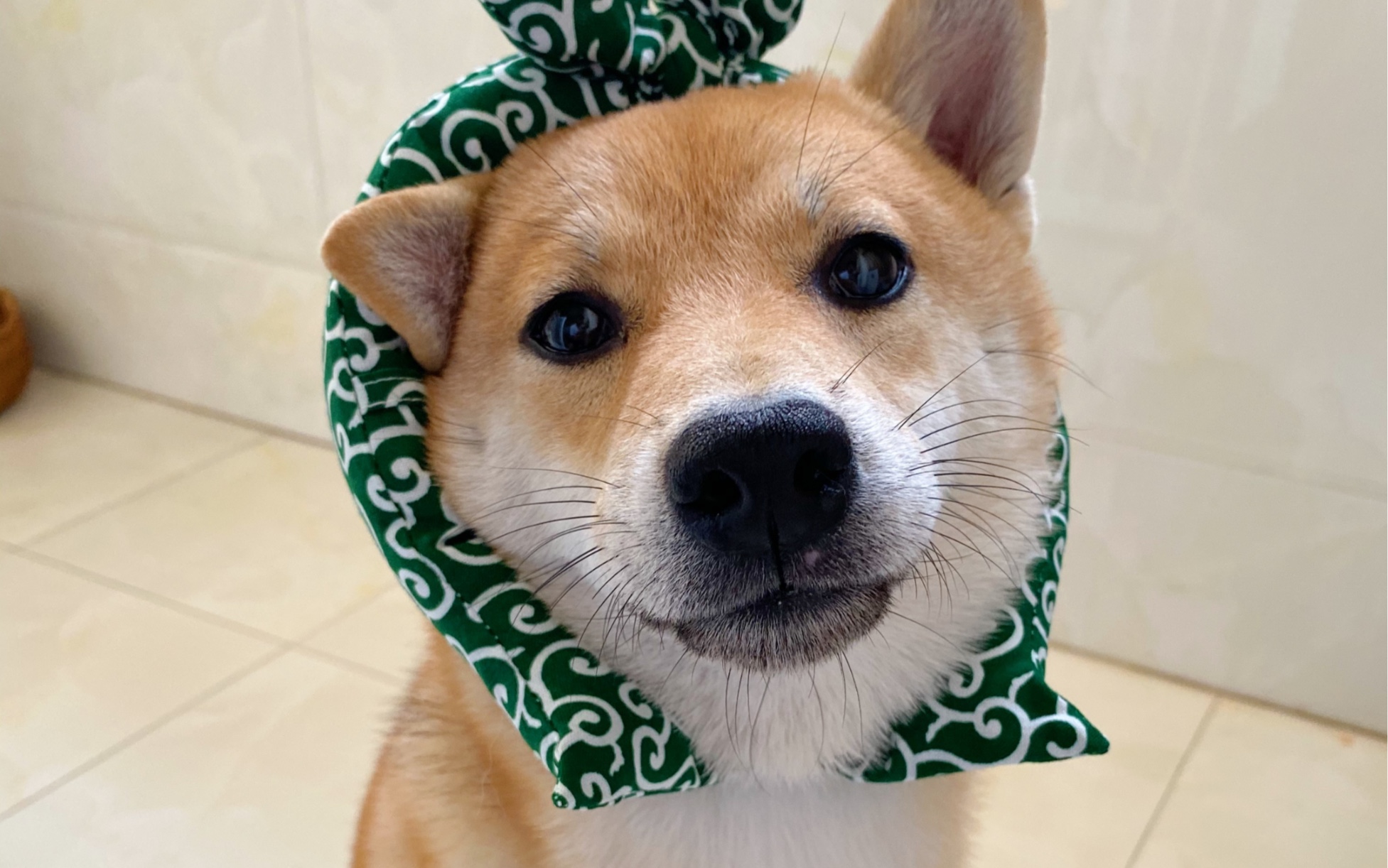 柴犬变身嘤嘤怪～撒娇也是木有用滴