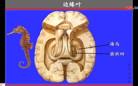 142.边缘系统高清人体解剖学 系统解剖学 运动解剖学哔哩哔哩bilibili