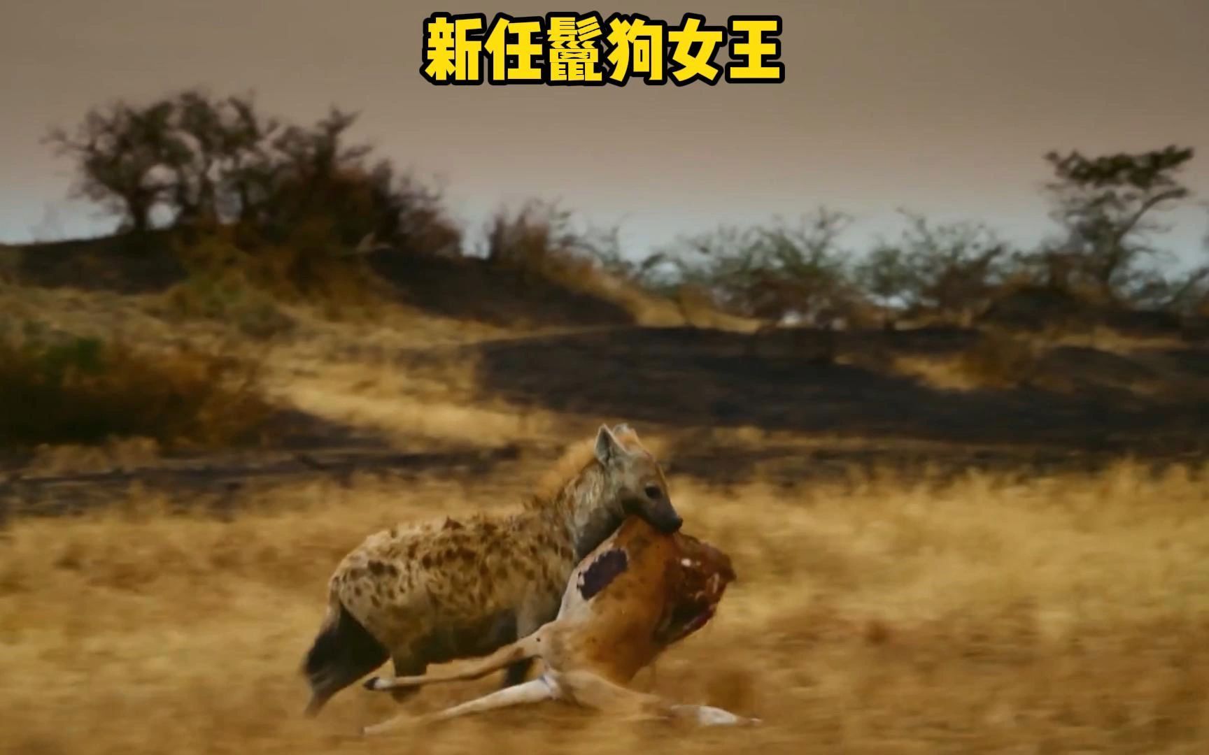 新任鬣狗女王成功从两头花豹嘴中夺得食物