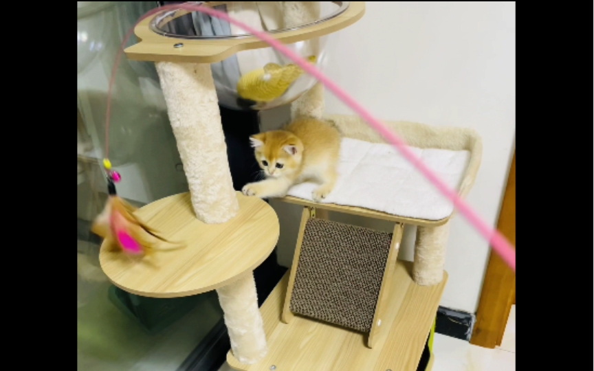 包仔大只了许多