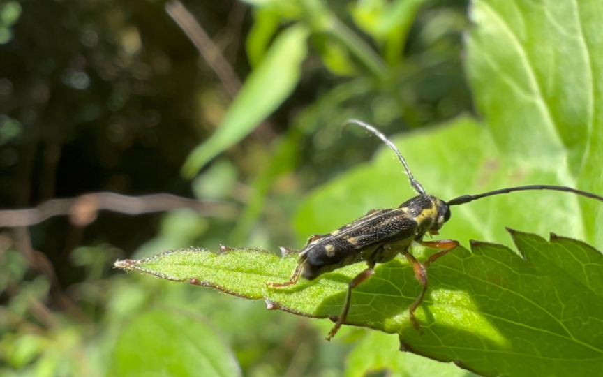 微型天牛:黄纹小筒天牛?蓬莱四星天牛?弱筒天牛?