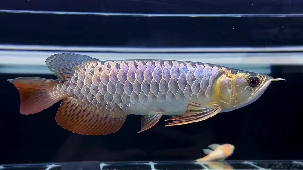 26厘米, 精品古典蓝底过背金龙,满珠鳞,大尾巴,1688米