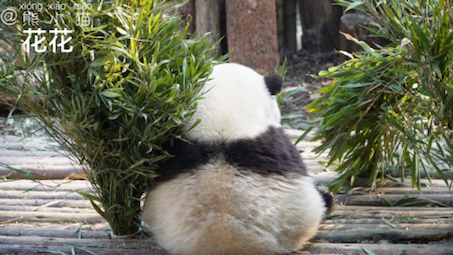 大熊猫花花呀