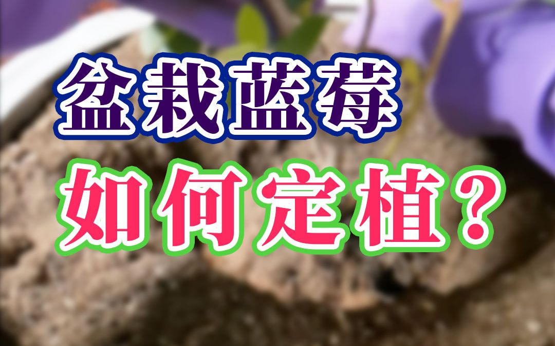 蓝莓要定植,这几个地方要注意!哔哩哔哩bilibili