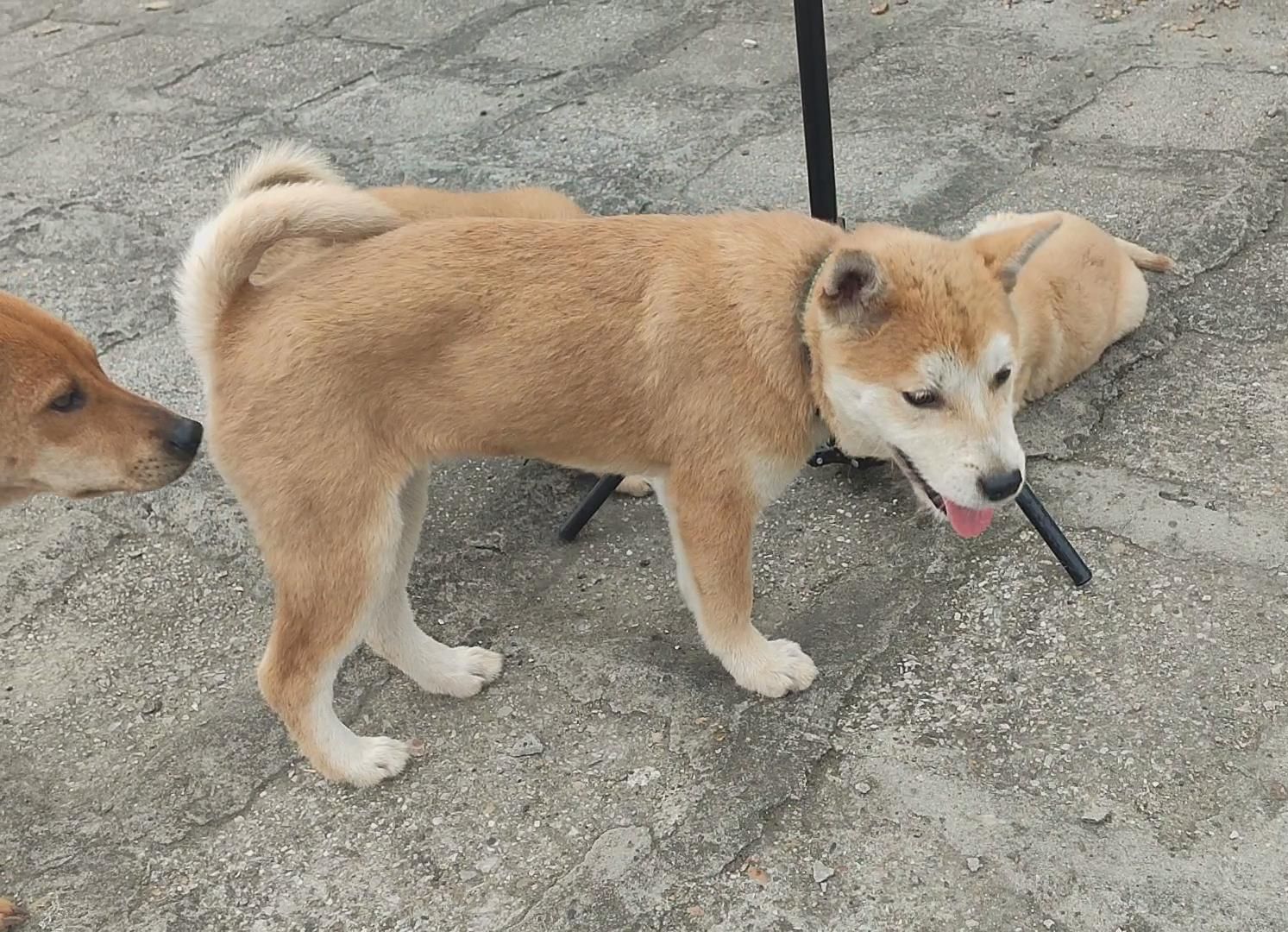 老人养的这条土狗太漂亮,几个村子都知道它