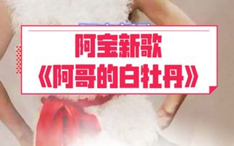 阿宝新歌《阿哥的白牡丹》哔哩哔哩bilibili