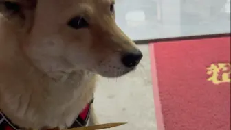 黄黄也是撸上串了，哈哈哈。