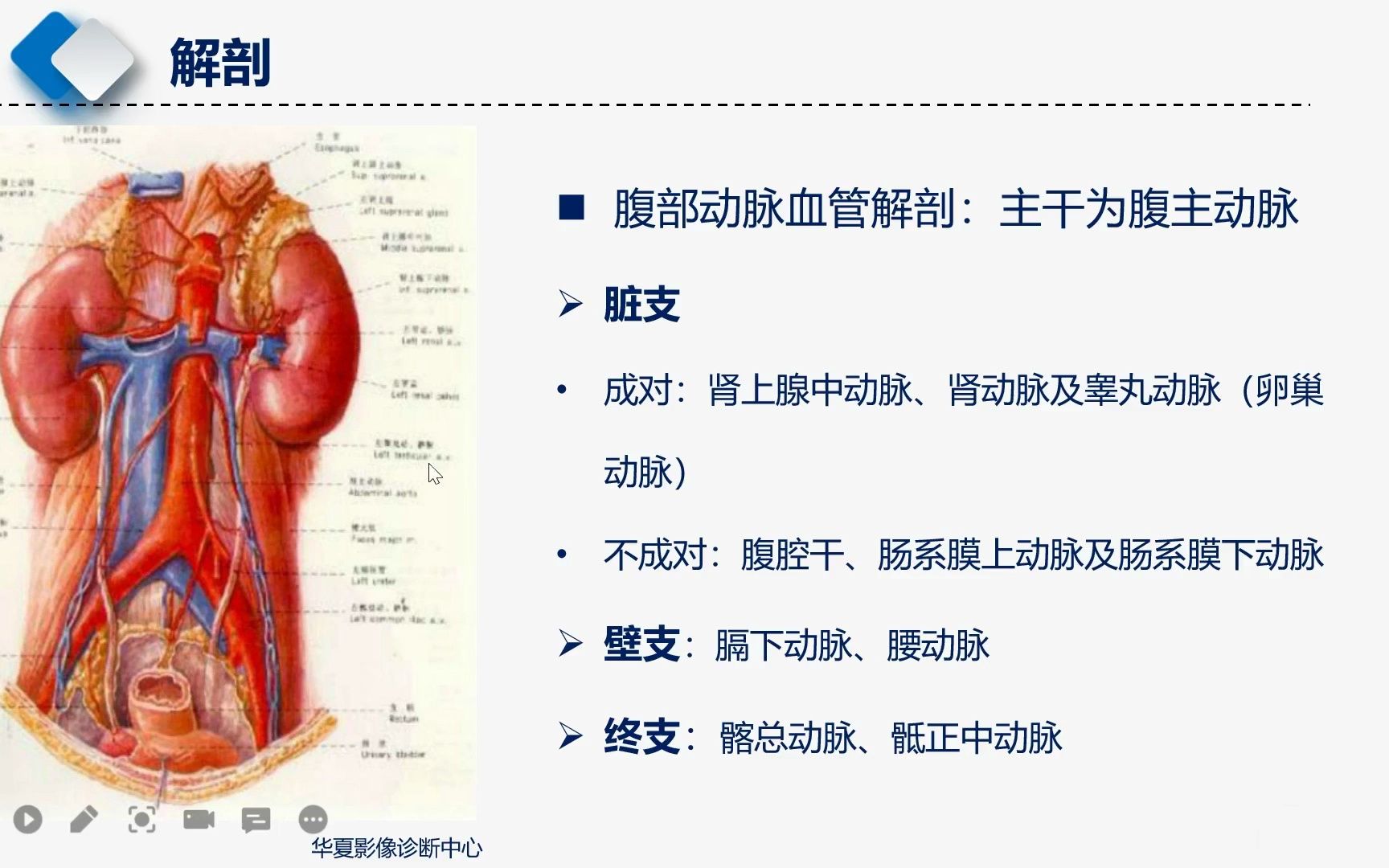 腹壁下动脉的体表投影图片