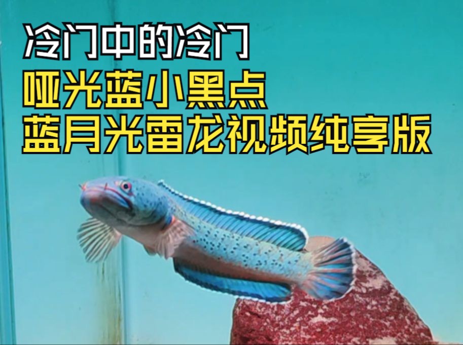 蓝月雷龙纯享版