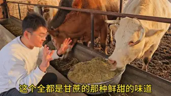 Download Video: 新鲜甘蔗皮，粉碎做饲料行不行？粉碎甘蔗皮，测试斗式草浆机养牛