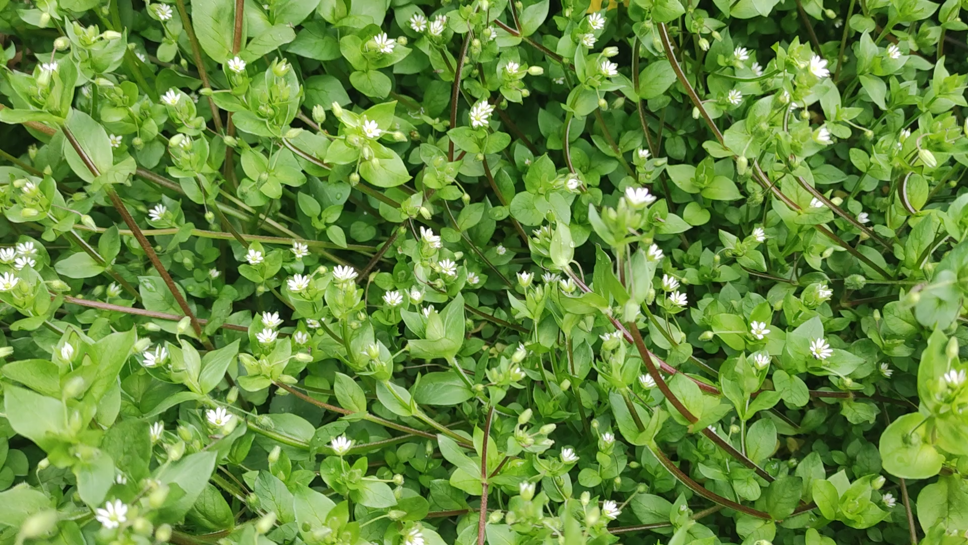 鹅肠菜——震惊!路边野草竟是野菜!