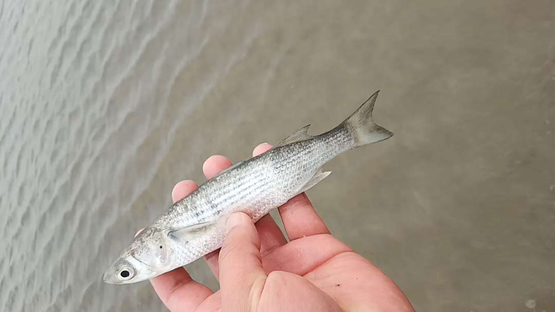 上海宝山石洞口野采 鲻鱼_哔哩哔哩_bilibili