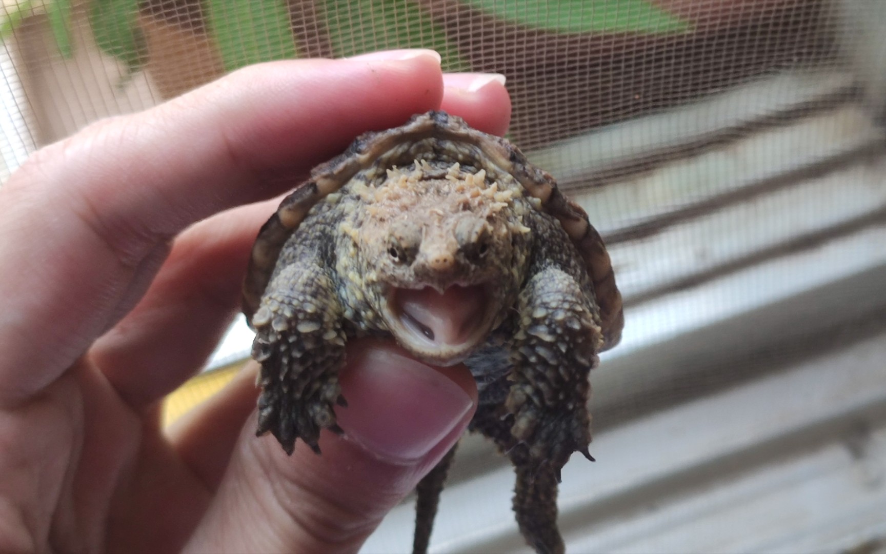 淘宝88买的爆刺杂佛养了4个月后竟然变帅了