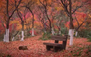 Descargar video: 栖霞山 雨 满山的落叶