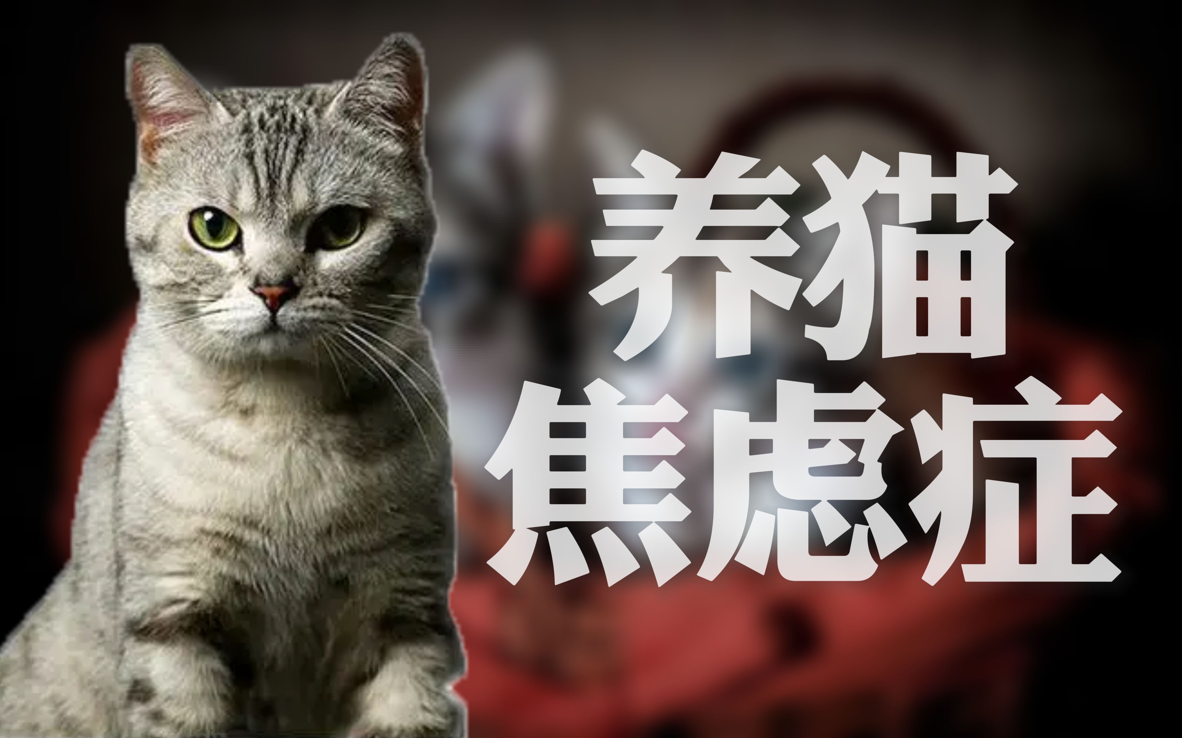 一个人养猫有多焦虑?我不信你没中招