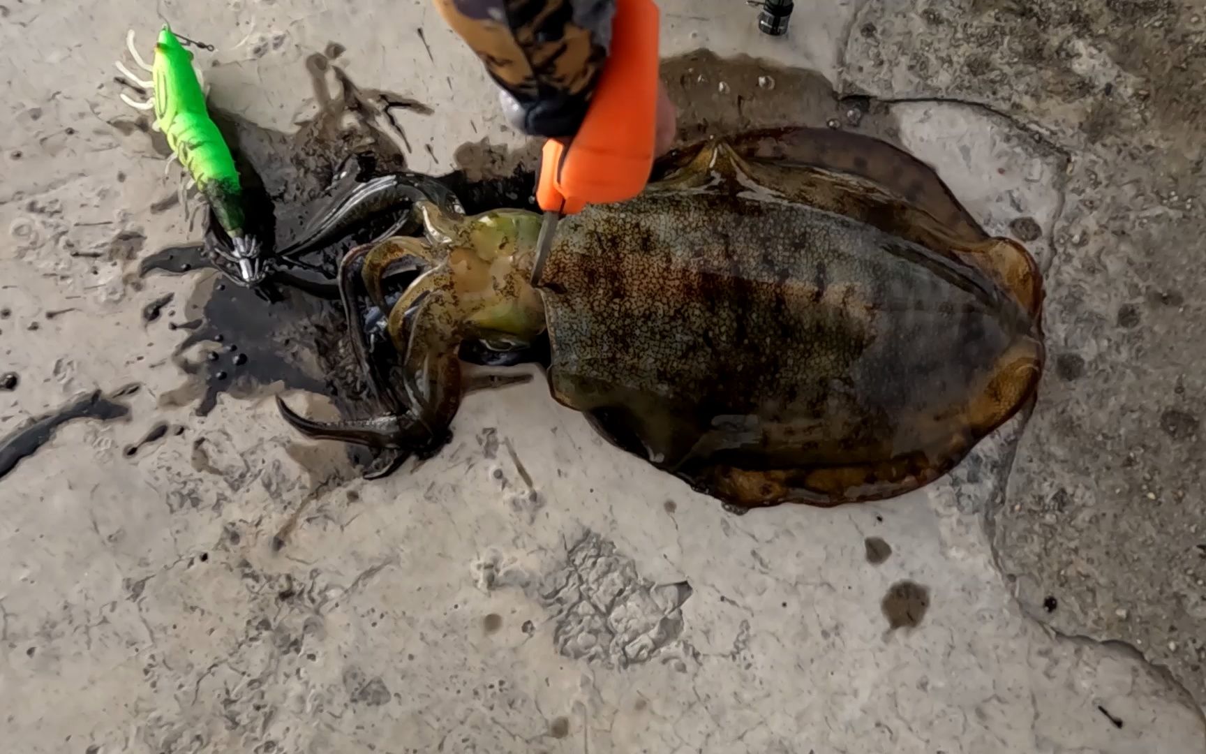 记录下兔年的第一场打龟