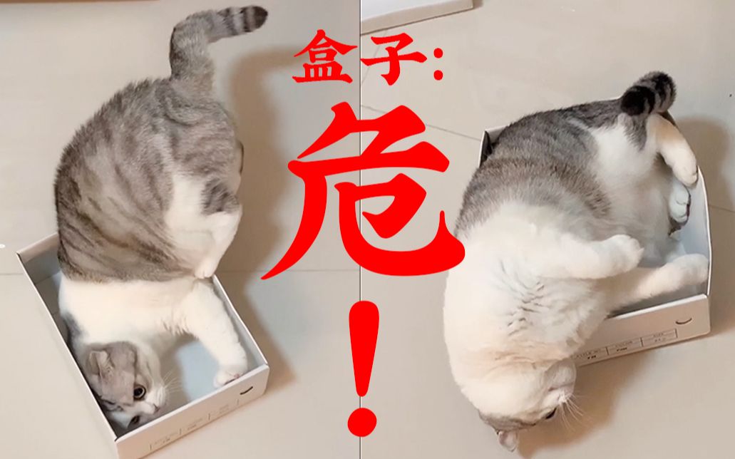 【日常】说好的猫都是水做的呢?!!哔哩哔哩bilibili