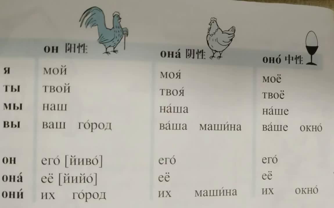 俄语物主代词阴性阳性读法