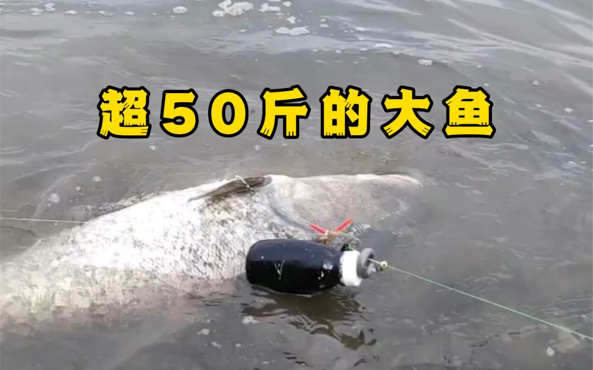 网友:这鱼太费装备,可遇不可求啊