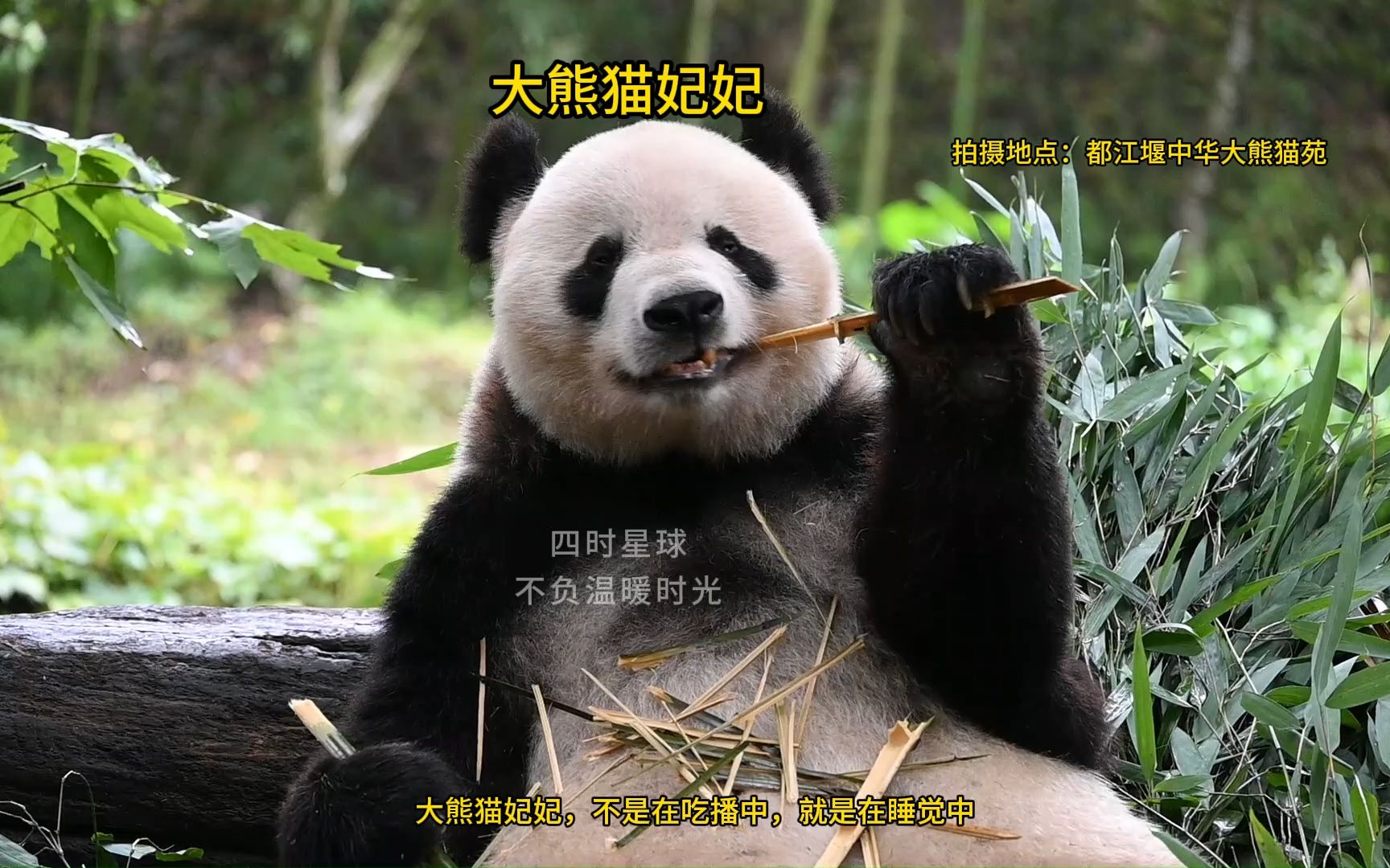 大熊猫妃妃,吃饭是值得认真对待的事情.