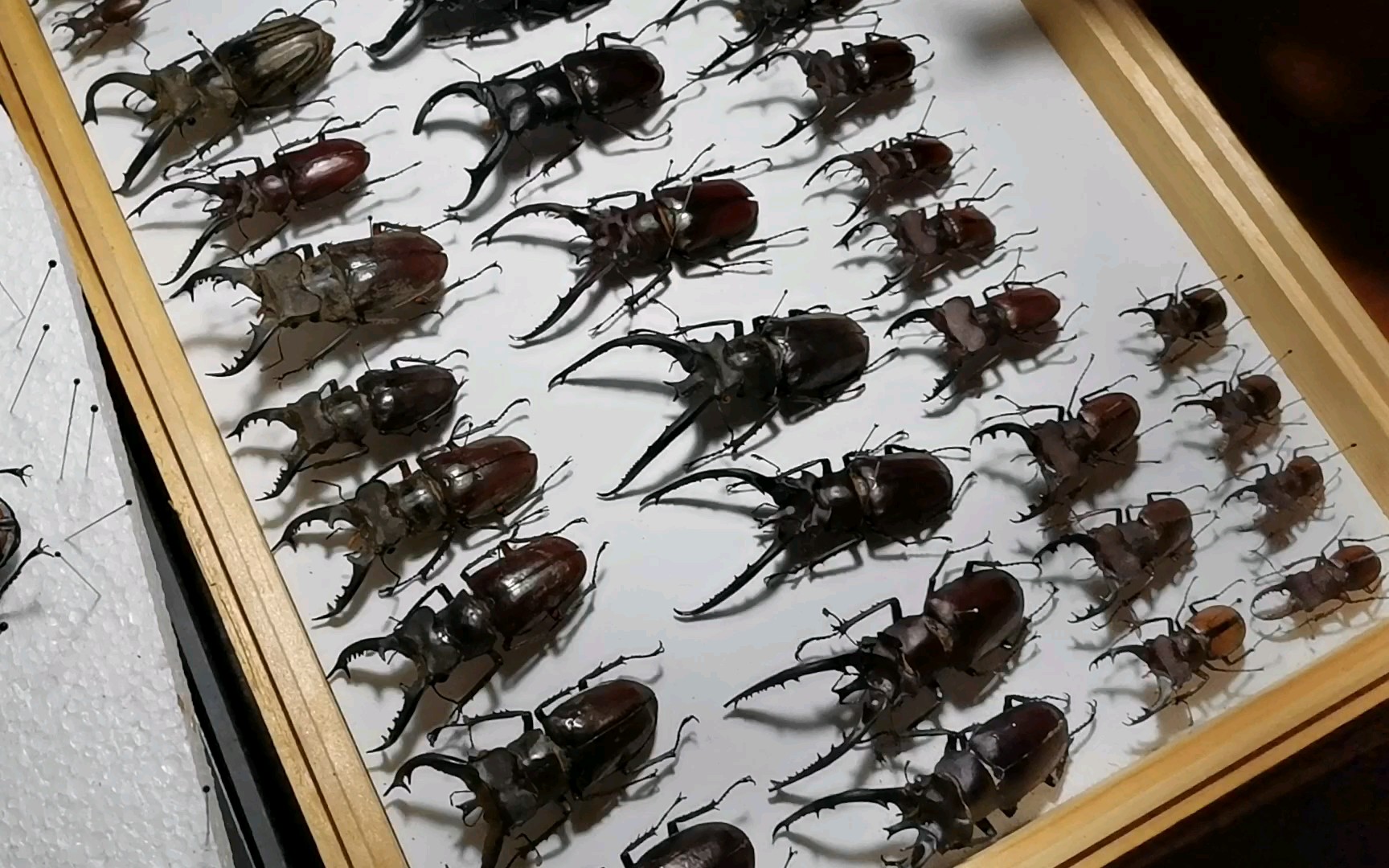 活动  【标本制作】黄鞘深山和均齿深山锹甲拆针与入盒