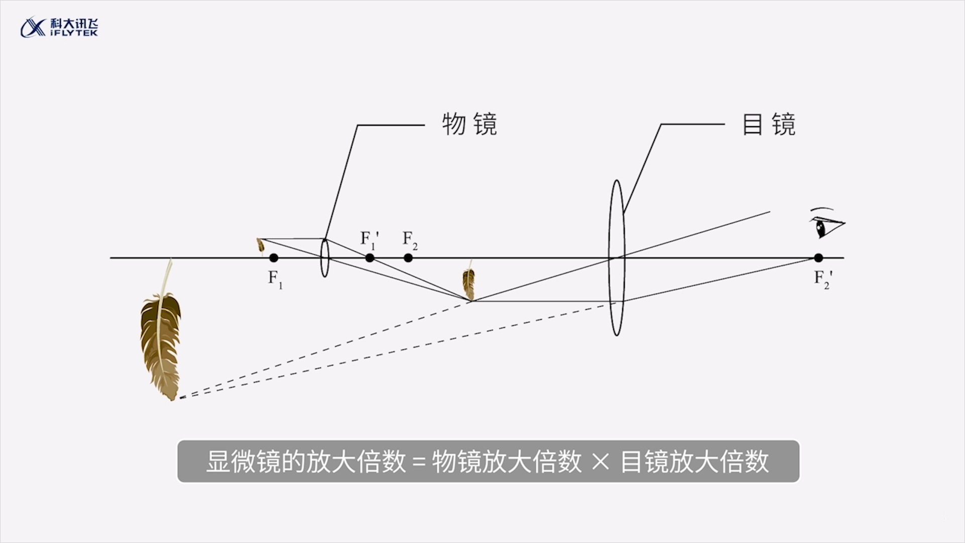 显微镜原理光路图图片