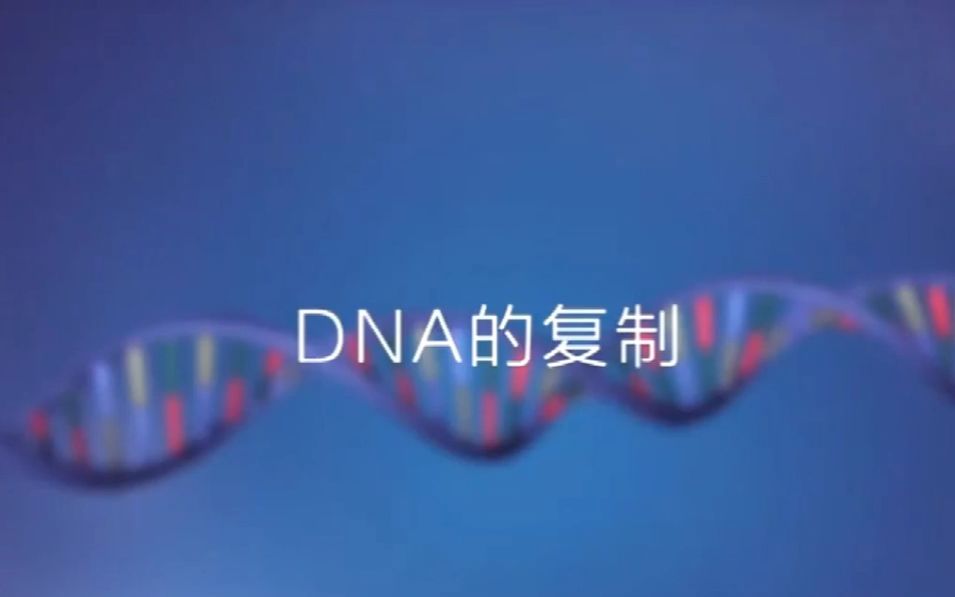 DNA的复制过程(中文解说+中英双字幕)哔哩哔哩bilibili