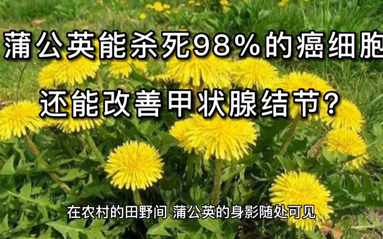 蒲公英能杀死98%的癌细胞,还能改善甲状腺结节?中医告诉你事实真相哔哩哔哩bilibili