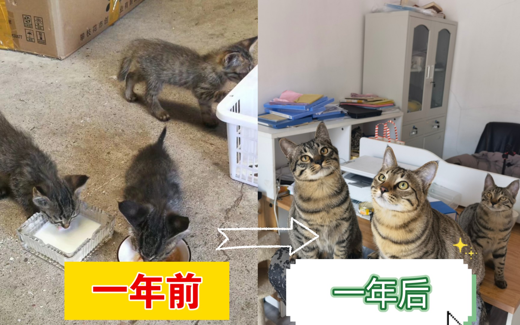 【三只狸花猫】捡猫一年小猫咪的变化(照片合集)哔哩哔哩bilibili