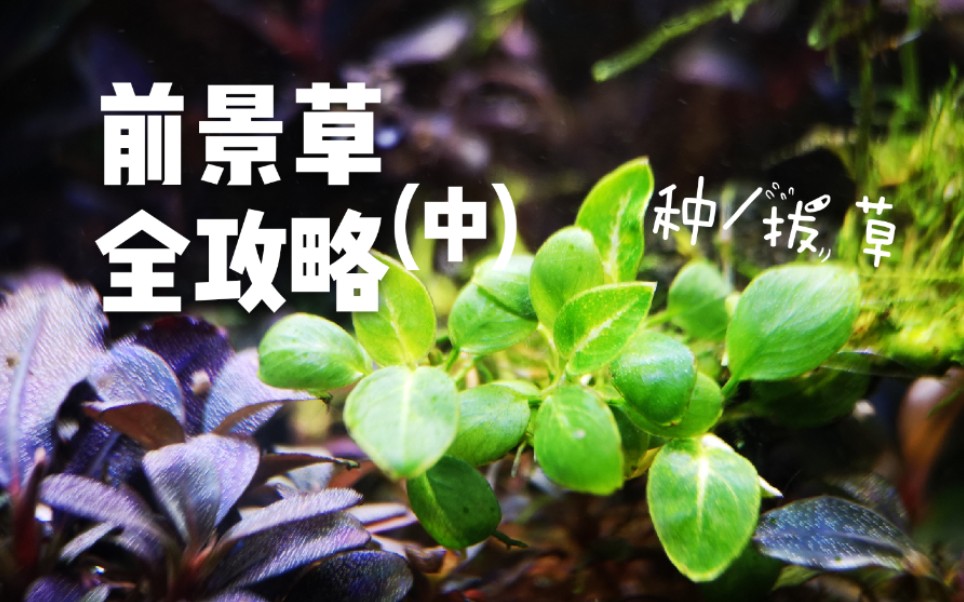 【草缸】前景草全攻略(中),挖耳草/天胡荽/迷你椒/红头趴趴熊等等哔哩哔哩bilibili