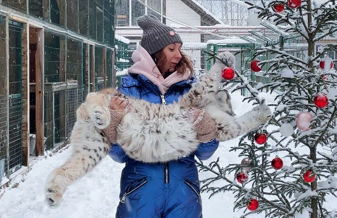 小猞猁和两脚兽祝大家2024新年快乐 (猞猁姐姐20231231)