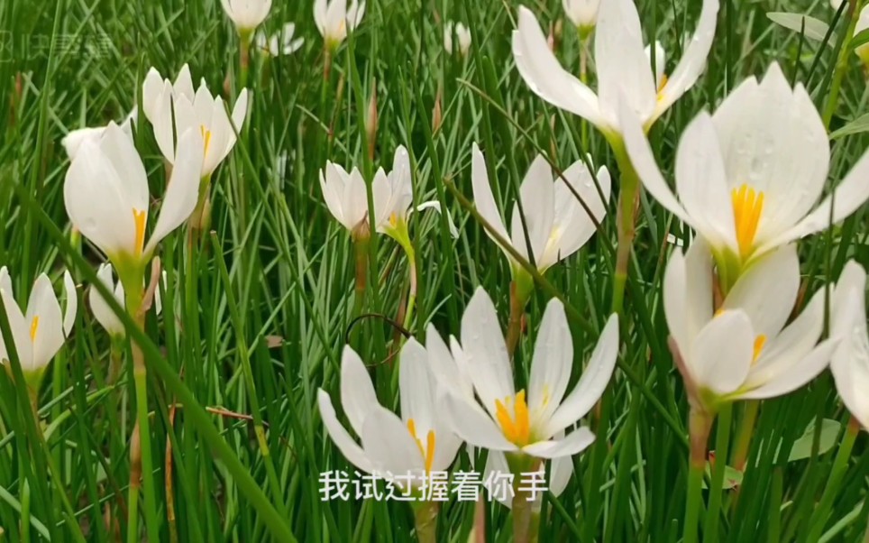 夏日赏花——美丽的葱兰哔哩哔哩bilibili