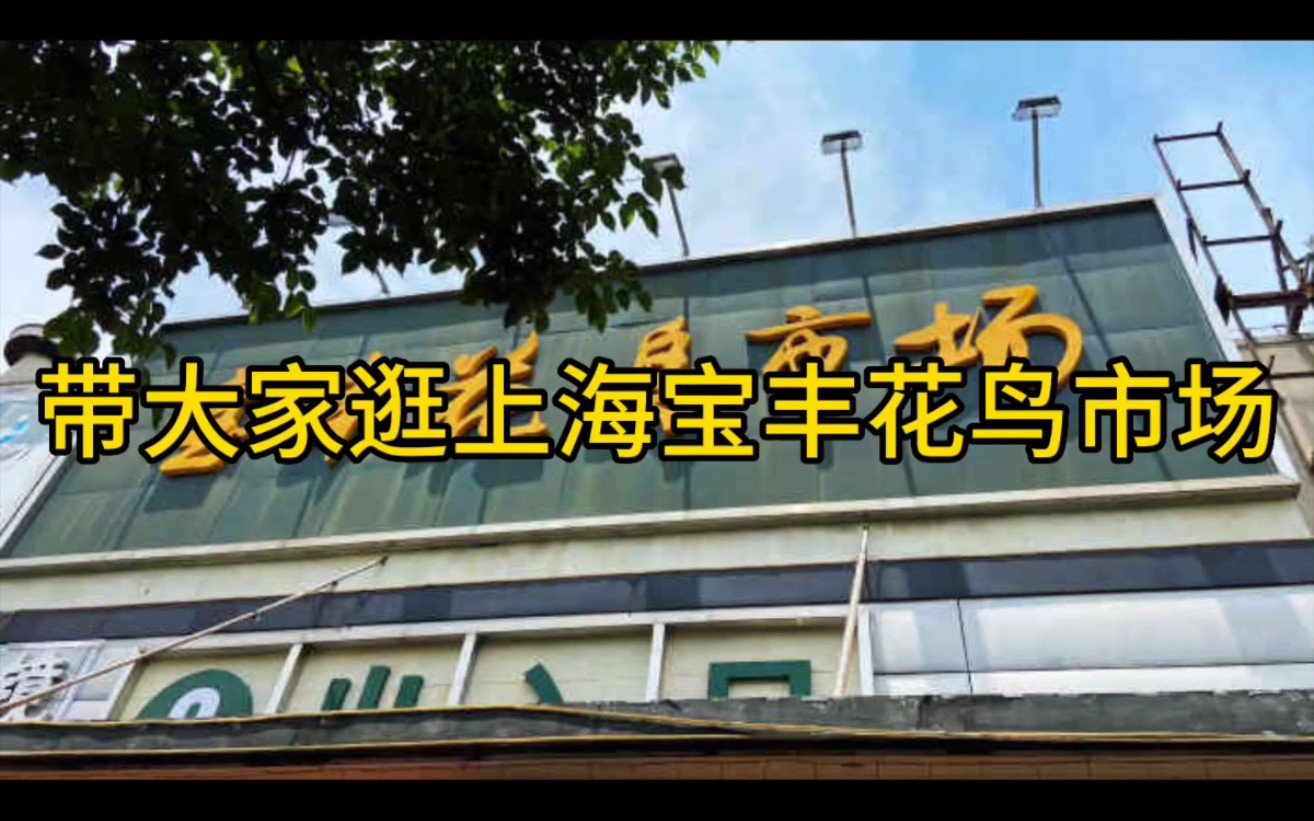 带大家逛上海宝丰花鸟市场