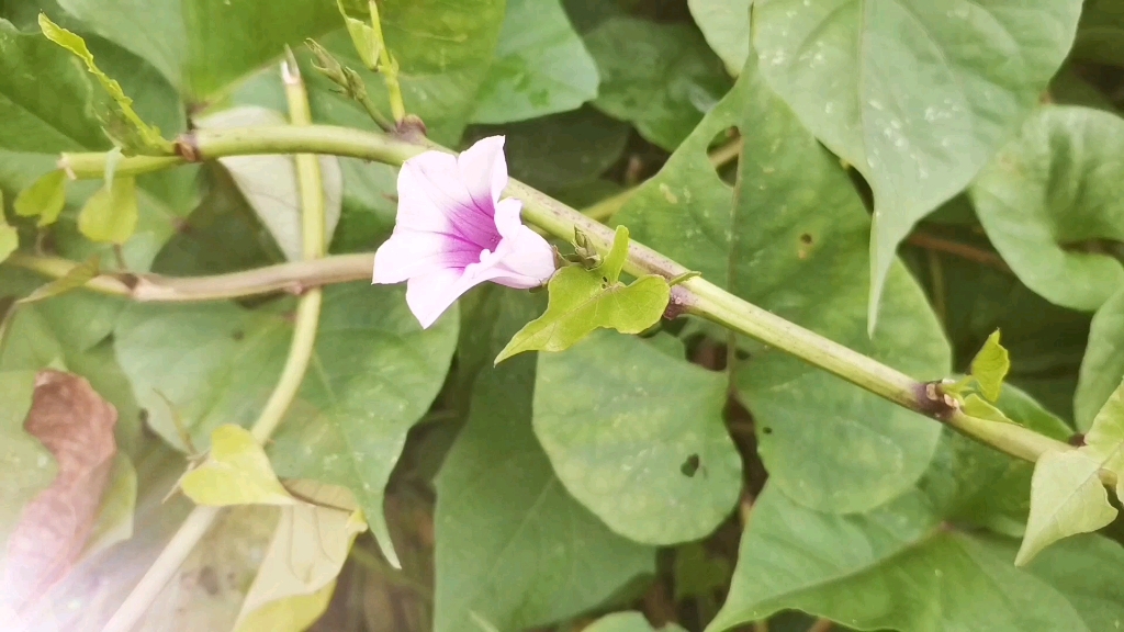 红苕藤开花,很少人见过,气候反常所致!不下雨,菜还是够吃!