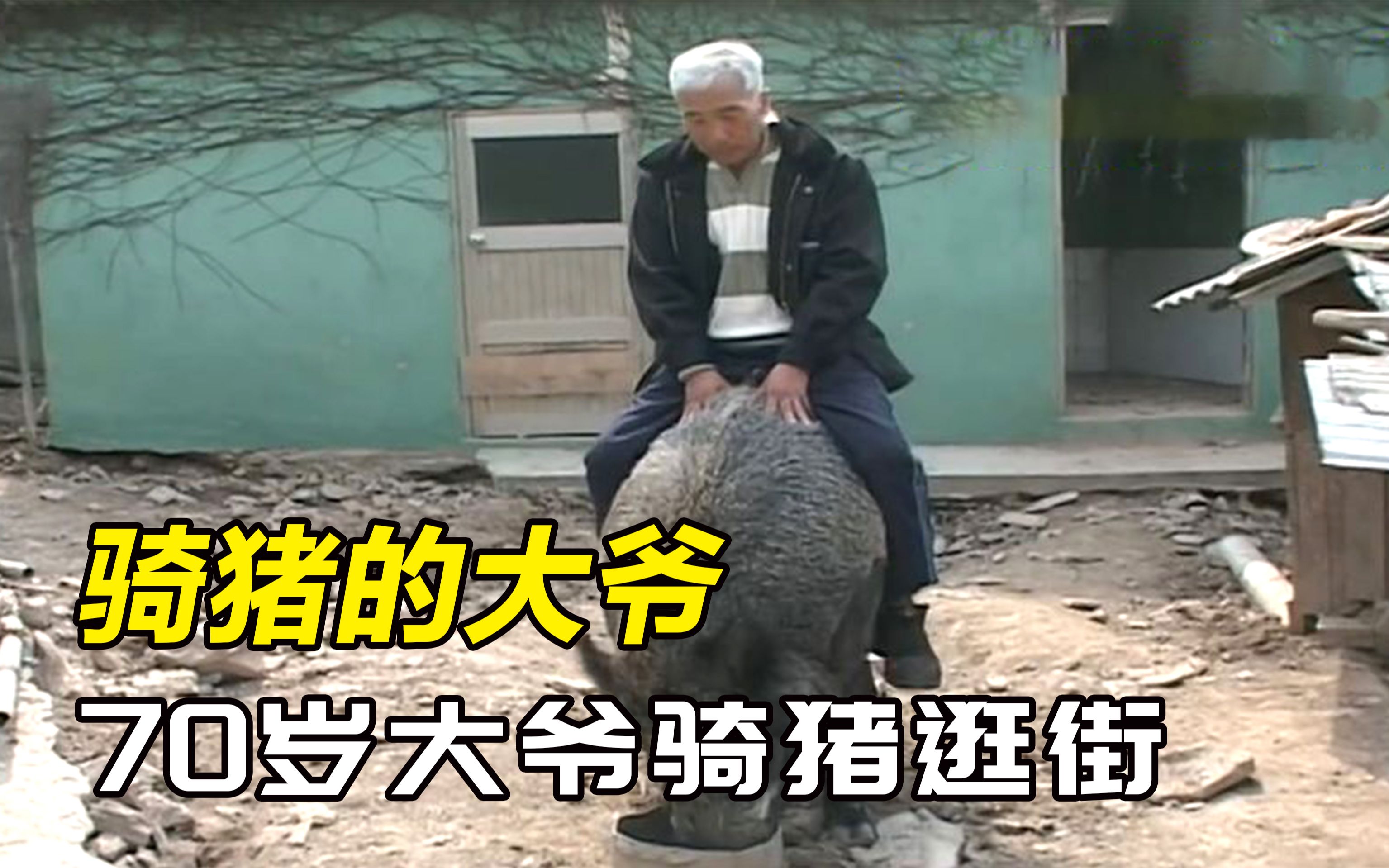 70岁大爷把野猪当儿子养还骑着它去逛街别人开价12万都不卖