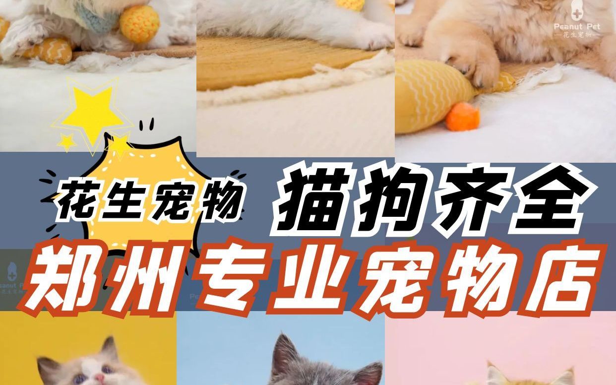 郑州必逛!超专业宠物店,铲屎官的福音哔哩哔哩bilibili