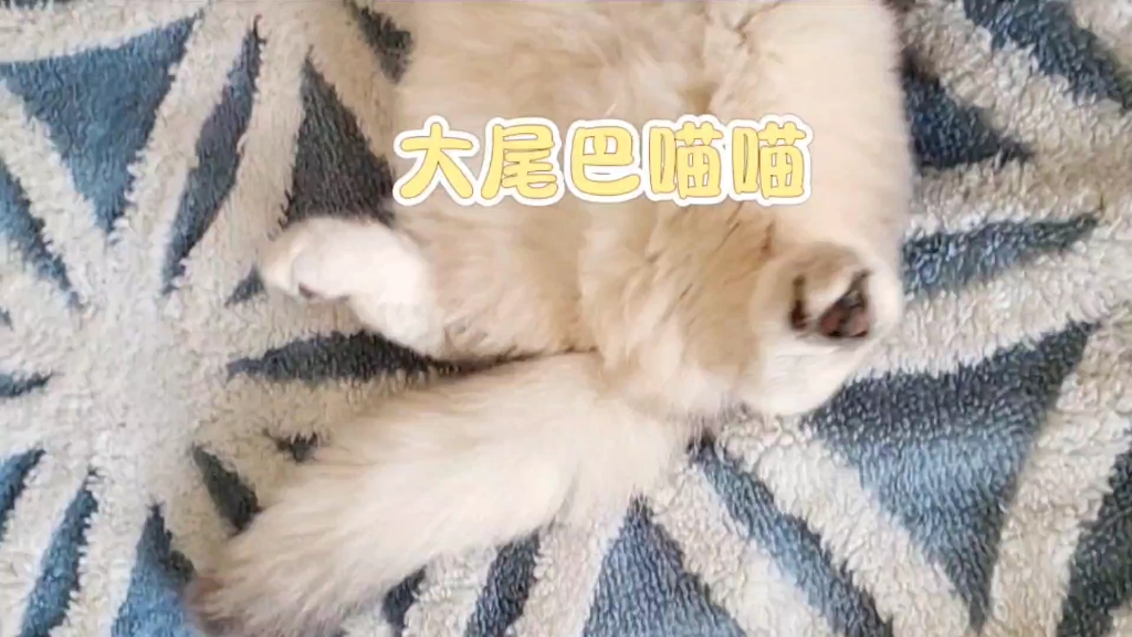 猫猫调皮的大尾巴哔哩哔哩bilibili