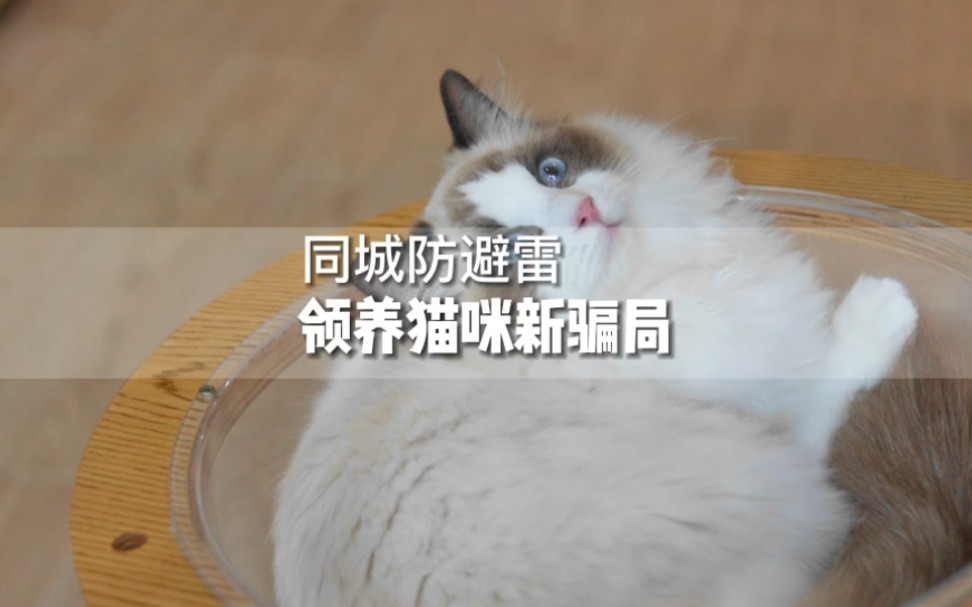 领养猫咪新骗局哔哩哔哩bilibili