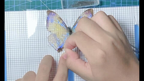 分享一个无需展翅板的快速展蝴蝶方法。十分钟一个，适用于不名贵的观赏