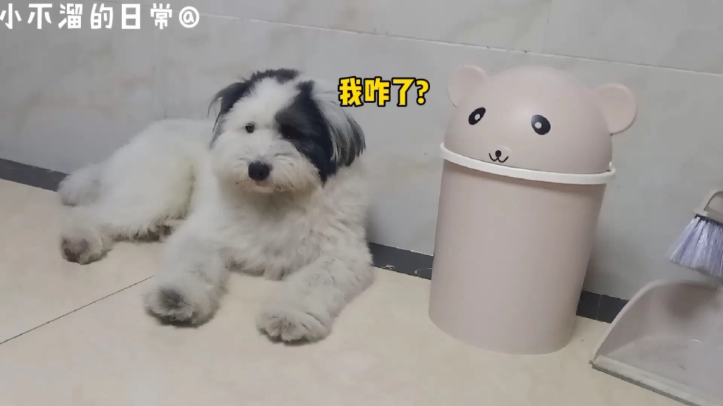 狗:人家白着呢~哔哩哔哩bilibili