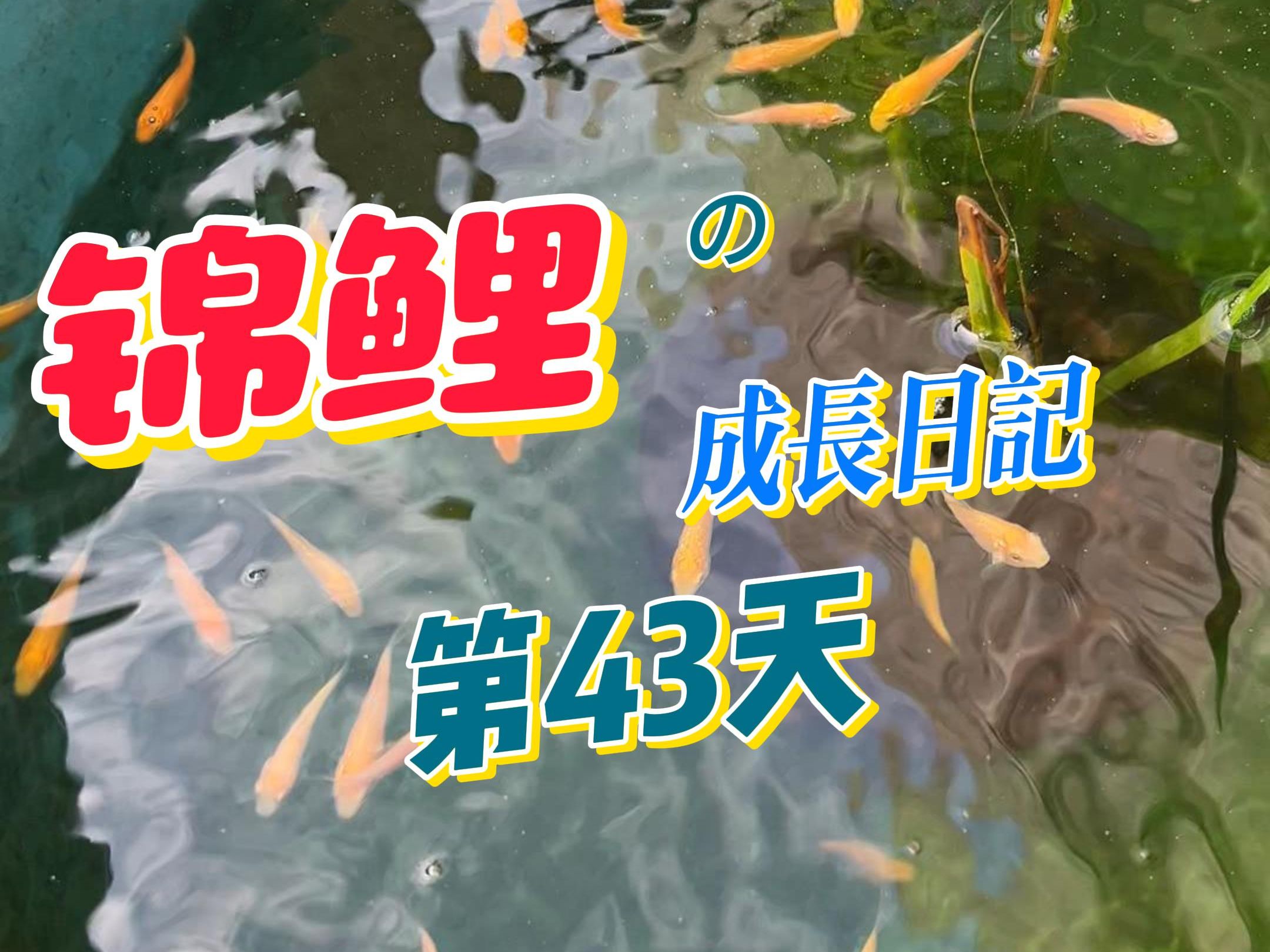 全网首发! 锦鲤成长日记 | 第43天 开始发色了!