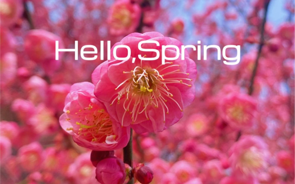 [图]I love Spring！