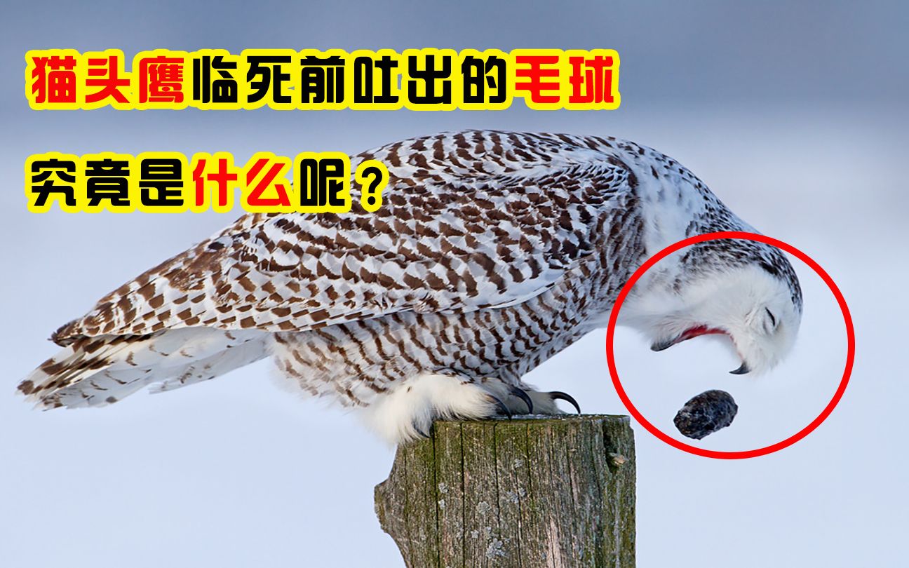 为何猫头鹰在临死前,会吐出一个毛球?那究竟是什么呢?