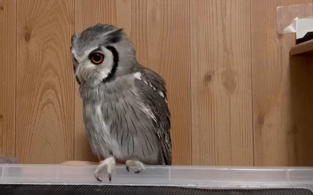 乖乖站到手上起飞的白脸角鸮