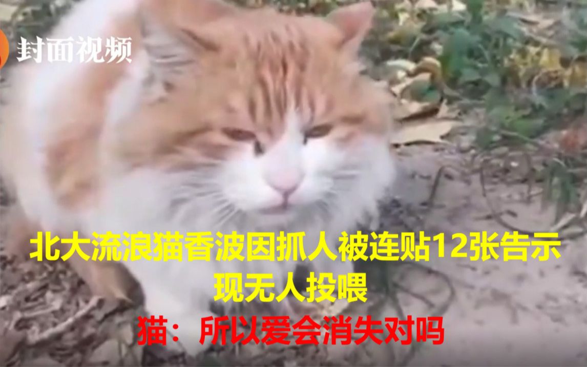 北大流浪猫香波因抓人被连贴12张告示现无人投喂 猫:所以爱会消失对吗哔哩哔哩bilibili