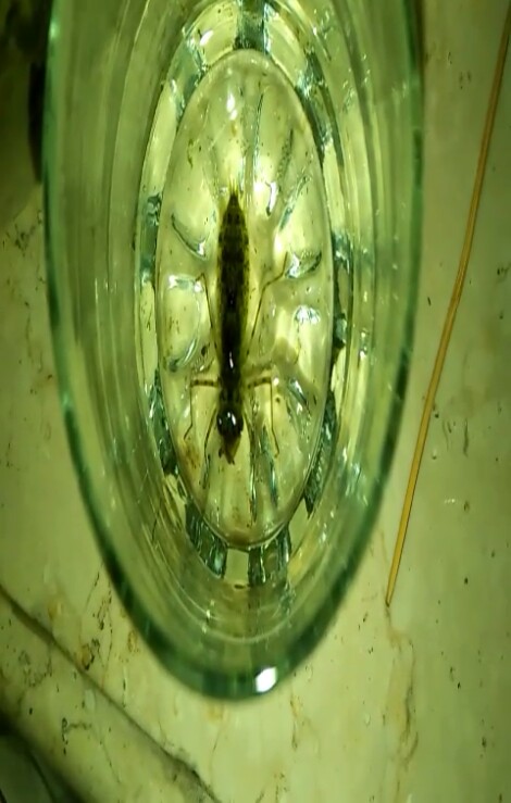 水虿(蜻蜓幼虫)捕食孑孓(蚊子幼虫)