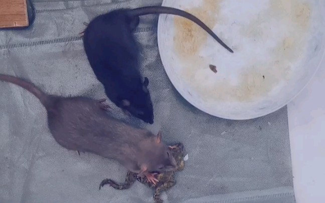 花枝鼠别和其他物种饲养在一起比它小的都会被咬死你放一只仓鼠第二天